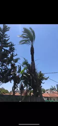 כריתת עצים בגינה פרטית 4